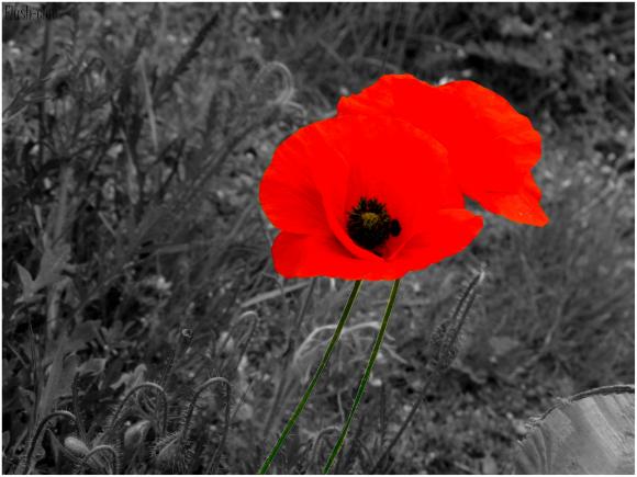 http://my-heart-is-disappearing.cowblog.fr/images/Fleurs/Coquelicot.jpg